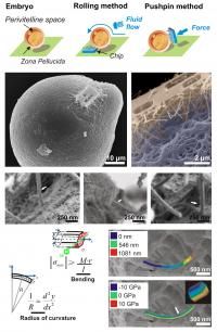 siliconnanowire