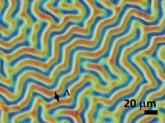 Confocal microscopy image of the wrinkled PDMS surface. Adv. Mat.