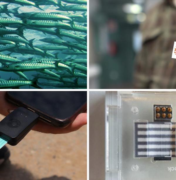 Mosaico con cuatro fotos sobre las tecnologías CSIC: peces, máscara microelectrónica, detector de contaminantes en agua y dispositivo Point of Care