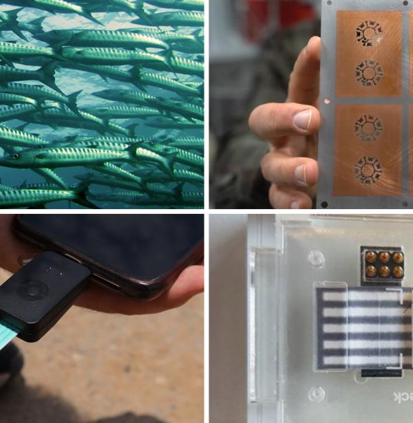 Mosaico con cuatro fotos sobre las tecnologías CSIC: peces, máscara microelectrónica, detector de contaminantes en agua y dispositivo Point of Care